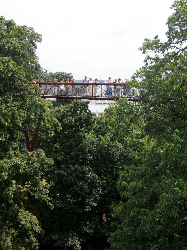 Treetop experience